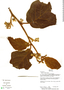 Solanum ursinum, Bolivia, I. G. Vargas C. 2038, F