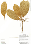 Buchenavia macrophylla Eichler, Bolivia, I. G. Vargas C. 4024, F