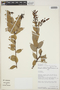 Cavendishia bracteata (Ruíz & Pav. ex J. St.-Hil.) Hoerold, PERU, D. N. Smith 6047, F