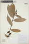 Cavendishia bracteata (Ruíz & Pav. ex J. St.-Hil.) Hoerold, PERU, E. Ortiz V. 925, F