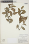 Cavendishia bracteata (Ruíz & Pav. ex J. St.-Hil.) Hoerold, PERU, C. Davidson 9178, F