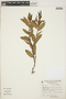 Cavendishia bracteata (Ruíz & Pav. ex J. St.-Hil.) Hoerold, PERU, A. Cano E. 4502, F