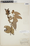 Cavendishia bracteata (Ruíz & Pav. ex J. St.-Hil.) Hoerold, PERU, E. P. Killip 25677, F