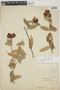 Cavendishia bracteata (Ruíz & Pav. ex J. St.-Hil.) Hoerold, PERU, M. Sawada P2, F