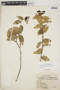 Cavendishia bracteata (Ruíz & Pav. ex J. St.-Hil.) Hoerold, PERU, R. A. Ferreyra 8185, F
