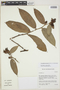 Cavendishia bracteata (Ruíz & Pav. ex J. St.-Hil.) Hoerold, PERU, J. L. Luteyn 15504, F