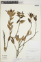 Cavendishia bracteata (Ruíz & Pav. ex J. St.-Hil.) Hoerold sensu lato, Peru, I. M. Sánchez Vega 6245, F