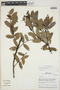 Cavendishia bracteata (Ruíz & Pav. ex J. St.-Hil.) Hoerold, Peru, M. O. Dillon 6395, F