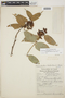 Cavendishia bracteata (Ruíz & Pav. ex J. St.-Hil.) Hoerold, PERU, C. Vargas C. 306, F