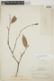 Cavendishia bracteata (Ruíz & Pav. ex J. St.-Hil.) Hoerold, PERU, F. W. Pennell 14009, F