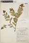 Cavendishia bracteata (Ruíz & Pav. ex J. St.-Hil.) Hoerold, PERU, C. Vargas C., F