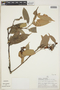 Cavendishia bracteata (Ruíz & Pav. ex J. St.-Hil.) Hoerold, PERU, J. L. Luteyn 23678, F