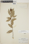 Cavendishia bracteata (Ruíz & Pav. ex J. St.-Hil.) Hoerold, PERU, J. J. Soukup 458, F
