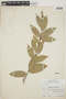 Cavendishia bracteata (Ruíz & Pav. ex J. St.-Hil.) Hoerold, PERU, J. J. Soukup 416, F