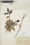 Cavendishia bracteata (Ruíz & Pav. ex J. St.-Hil.) Hoerold, PERU, J. J. Soukup 2380, F
