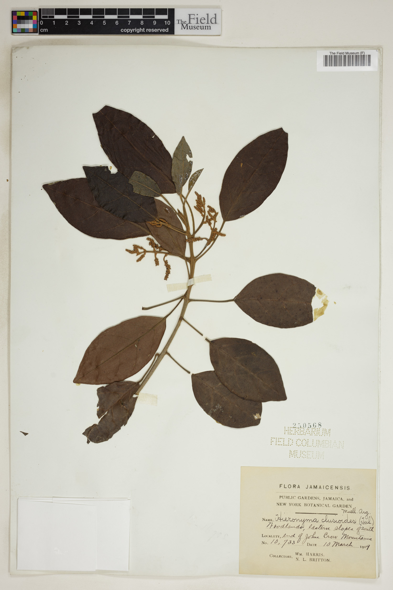 Hieronyma clusioides image