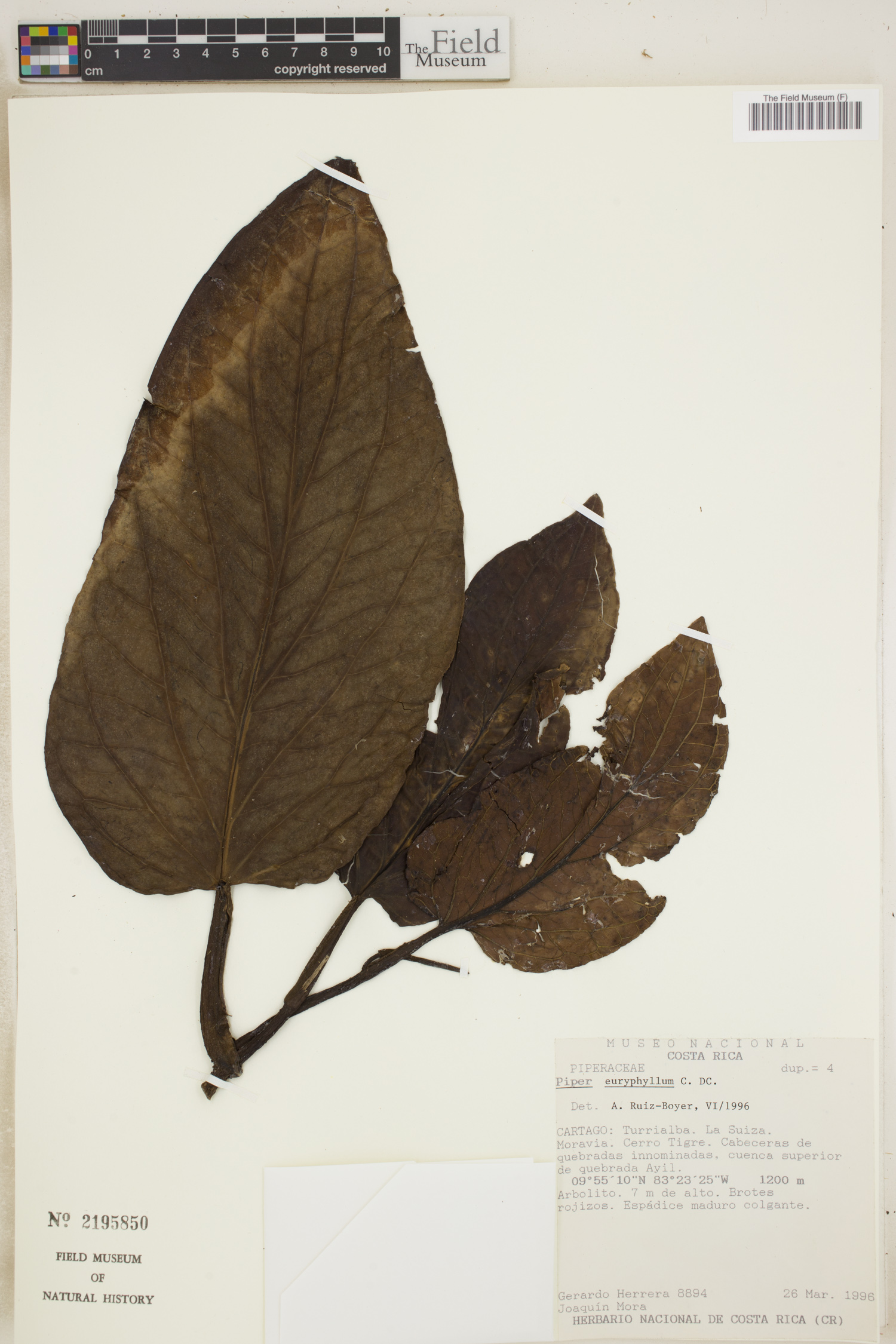 Piper euryphyllum image