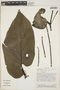 Piper fimbriulatum image