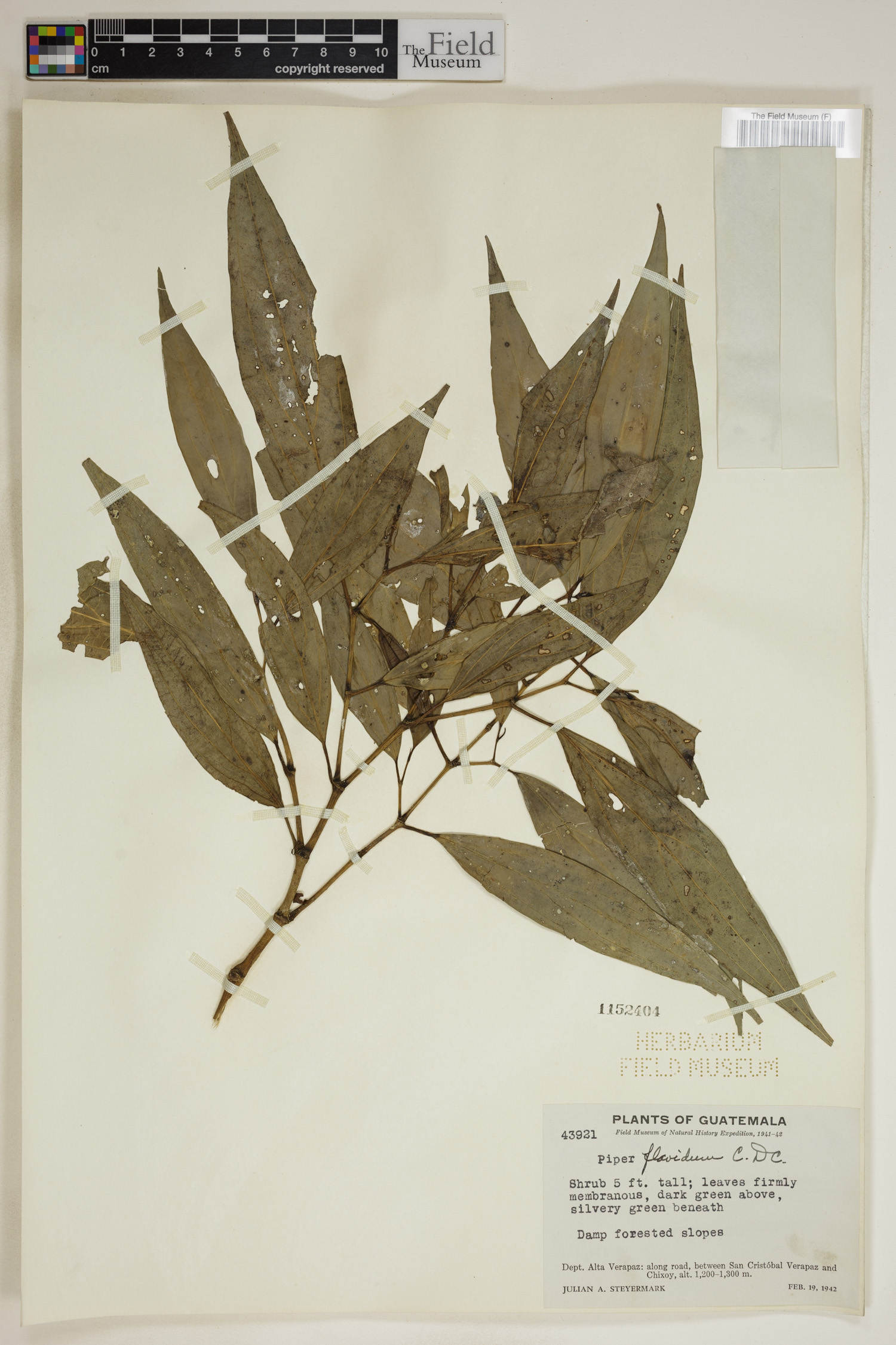 Piper linearifolium image