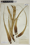 Tillandsia fasciculata var. clavispica image