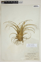 Tillandsia utriculata L., BAHAMAS, C. F. Millspaugh 9154, F
