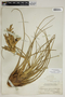 Tillandsia fasciculata var. densispica Mez, BAHAMAS, L. J. K. Brace 6911, F