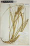 Tillandsia fasciculata var. densispica Mez, BAHAMAS, L. J. K. Brace 1678, F