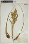 Tillandsia fasciculata var. densispica Mez, BAHAMAS, N. L. Britton 573, F