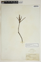 Jatropha angustifolia image