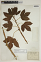 Jatropha gossypiifolia L., Trinidad and Tobago, W. E. Broadway 2980, F