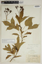 Jatropha tupifolia image