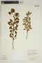 Margaritaria tetracocca (Baill.) G. L. Webster, BAHAMAS, D. S. Correll 49558, F