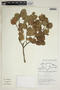 Chaetocarpus cordifolius image
