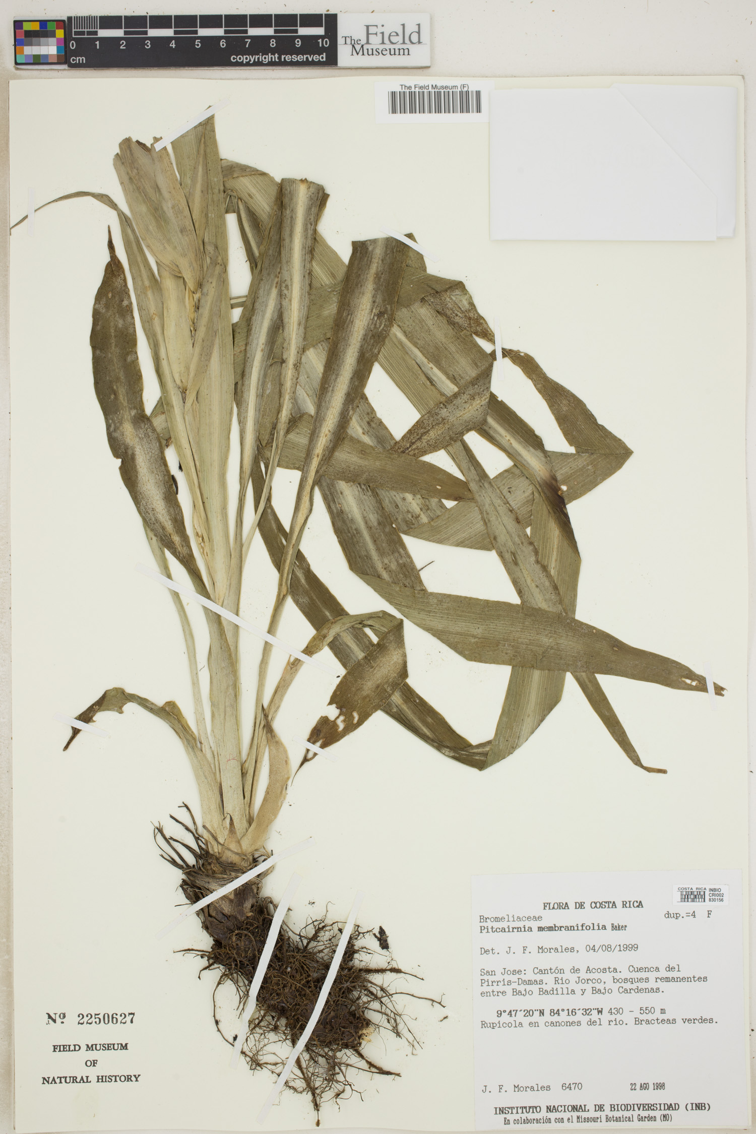 Pitcairnia membranifolia image