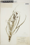 Pitcairnia punicea image