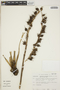 Pitcairnia recurvata image