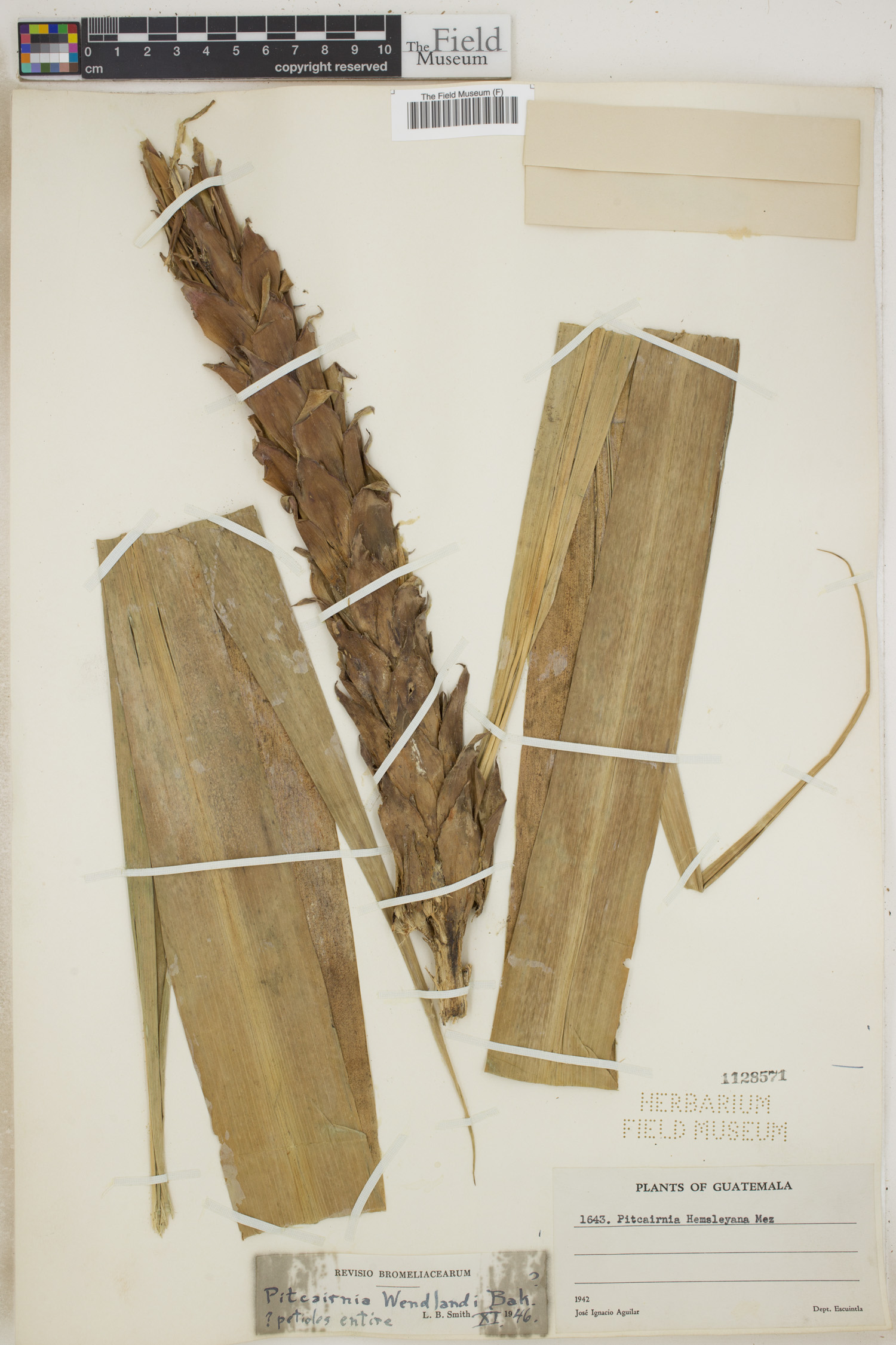 Pitcairnia wendlandii image