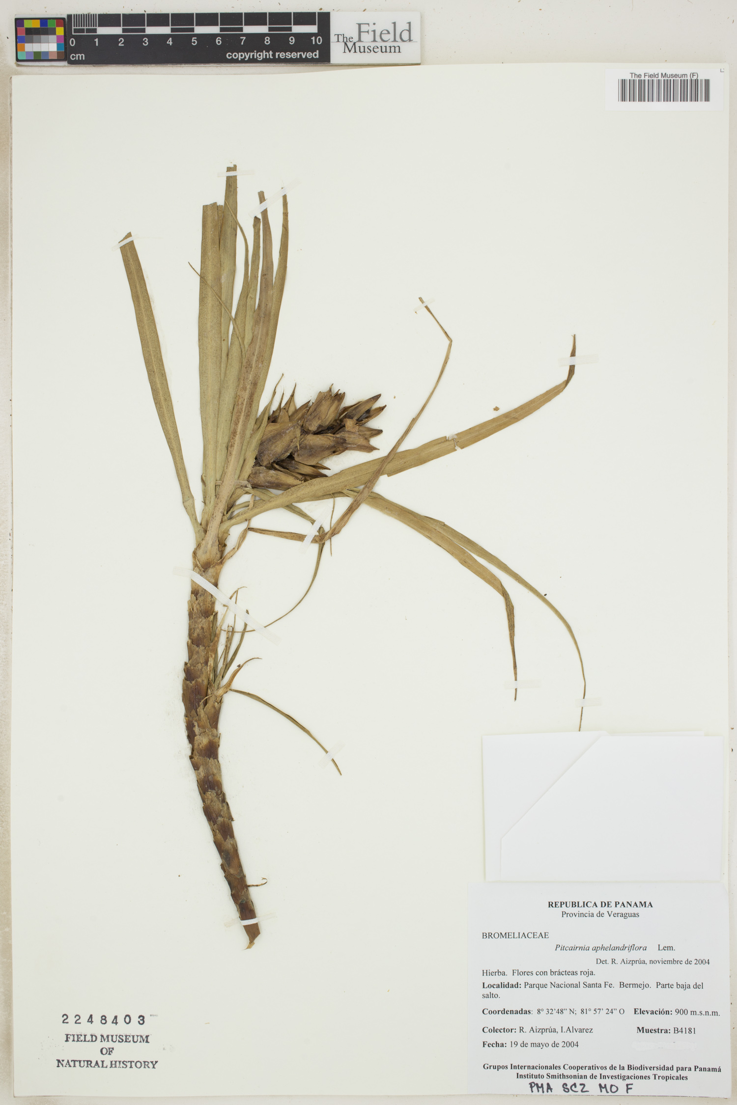 Pitcairnia aphelandriflora image
