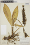 Pitcairnia brittoniana image
