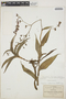 Thyrsanthemum floribundum image