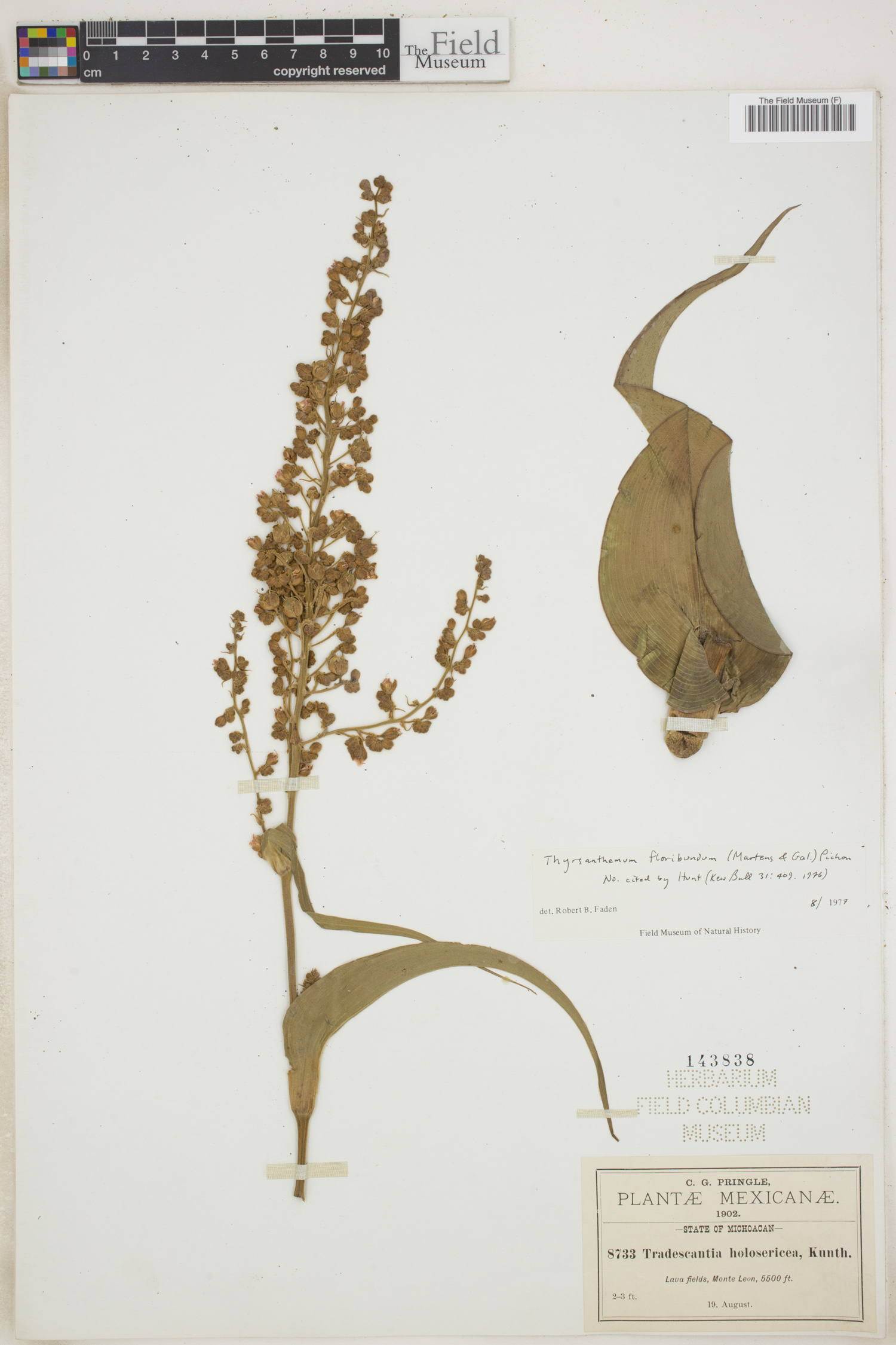 Thyrsanthemum image