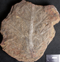 PP 25319 A+B [HS] Rhacophyllum spinosum, Moscovian / Desmoinesian, Francis Creek Shale Member, United States of America, Illinois, Mazon Creek Region