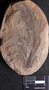 PP 25645 A+B [HS] Rhacophyllum spinosum, Moscovian / Desmoinesian, Francis Creek Shale Member, United States of America, Illinois, Mazon Creek Region