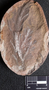 PP 25645 A+B [HS] Rhacophyllum spinosum, Moscovian / Desmoinesian, Francis Creek Shale Member, United States of America, Illinois, Mazon Creek Region