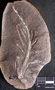 PP 27602 A+B [HS, M] Rhacophyllum spinosum, Moscovian / Desmoinesian, Francis Creek Shale Member, United States of America, Illinois, Mazon Creek Region