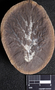 PP 27648 A+B [HS, M] Rhacophyllum spinosum, Moscovian / Desmoinesian, Francis Creek Shale Member, United States of America, Illinois, Mazon Creek Region