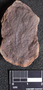 PP 27651 A+B [HS, M] Rhacophyllum spinosum, Moscovian / Desmoinesian, Francis Creek Shale Member, United States of America, Illinois, Mazon Creek Region