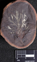 PP 27657 A+B [HS, M] Rhacophyllum spinosum, Moscovian / Desmoinesian, Francis Creek Shale Member, United States of America, Illinois, Mazon Creek Region