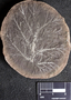 PP 27687 A+B [HS, M] Rhacophyllum spinosum, Moscovian / Desmoinesian, Francis Creek Shale Member, United States of America, Illinois, Mazon Creek Region