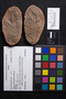 PP 42722 A+B [HS] Rhacophyllum spinosum, Moscovian / Desmoinesian, Francis Creek Shale Member, United States of America, Illinois, Mazon Creek Region